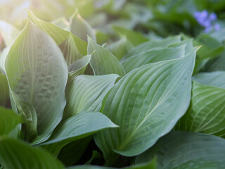 Close-up of vibrant green leaves.