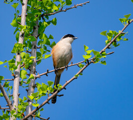 Brown shrike setting on tree branch