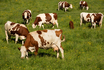Cows in Pasture, Lescun, France