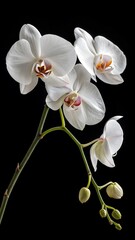 Elegant white phalaenopsis orchids blooming on black background