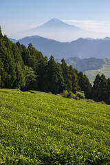 初夏の茶畑と富士山