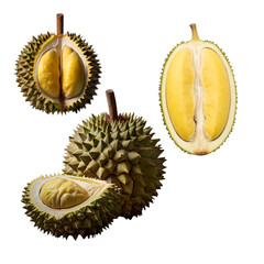 Fototapeta premium Durian isolated icon with no background design element