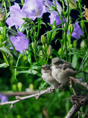 Fototapete bei efototapeten.de bestellen   