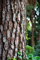 corteza de árbol