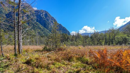 青空バックに見る上高地 岳沢湿原の晩秋の情景