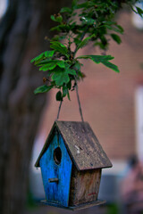 bird house on a tree