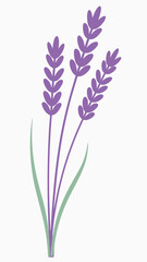 Naklejka premium Simple illustration of purple lavender flowers with green leaves suitable for design