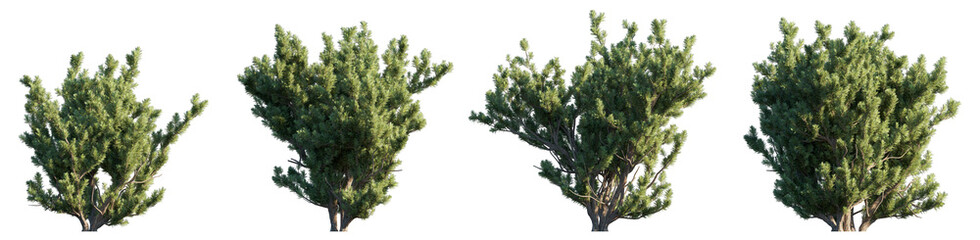 Pinus mugo bush shrub isolated png on a transparent background premium cutout (dwarf mountain,...