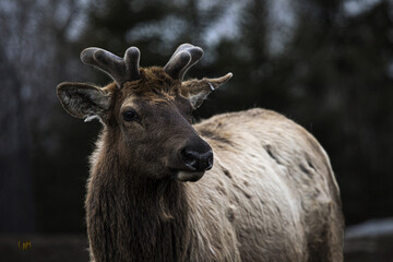 wapiti, wild life, moose, dear, forest