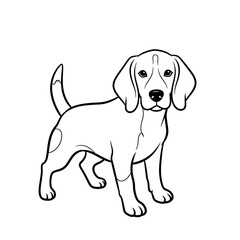 beagle dog isolated on white