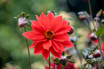 Dahlie