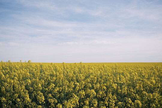 A field of yellow flowers with a clear blue sky in the background
