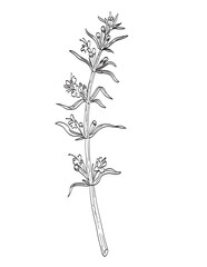 Drawing sketch style illustration of Hyssopus officinalis or hyssop, a shrub in the Lamiaceae or mint family used as spice herb done in black and white line art on isolated background. 