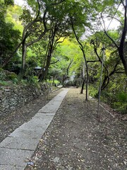 Fototapeta premium 眉山の山中