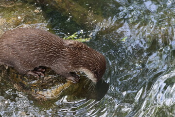 Otter at the pond