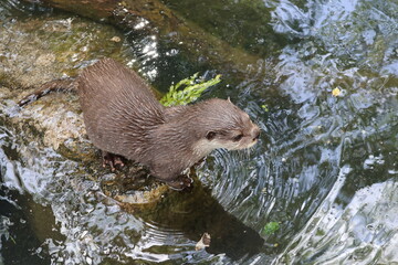 Otter at the pond