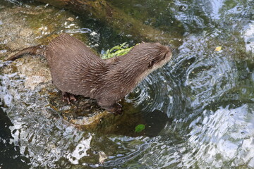 Otter at the pond