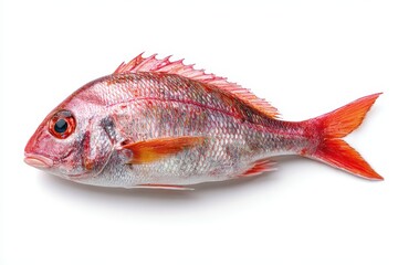 Isolated red snapper Lutjanus fresh raw Centroberyx and Sebastes seafood on white background