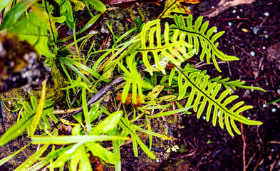 New zealand bush native rain forest fiordland ferns endemic plants species green close up vegetation 