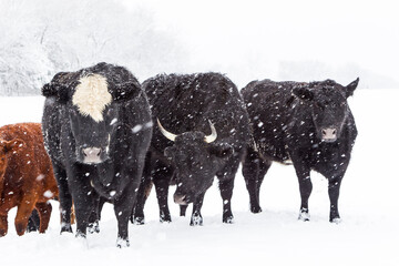 Cows in Winter