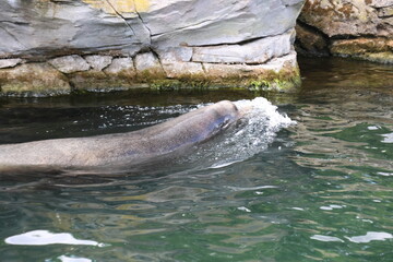 Sea lion swimming