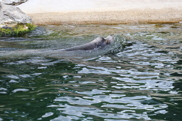 Fototapeta premium Sea lion swimming