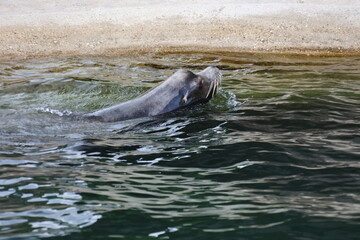 Fototapeta premium Sea lion swimming