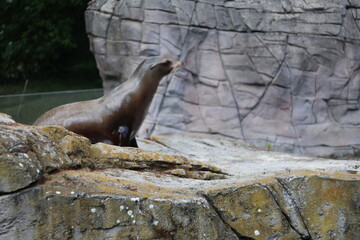 Sea lions on a rock