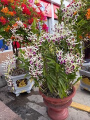 Beautiful assorted flower with vibrant petals blooming in sunlight ornamental garden plant symbol of joy purity and natural beauty colorful floral closeup photography scene