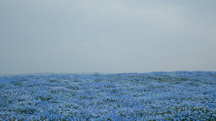 Maishima Blue Nemophila Flower Festival © Serena