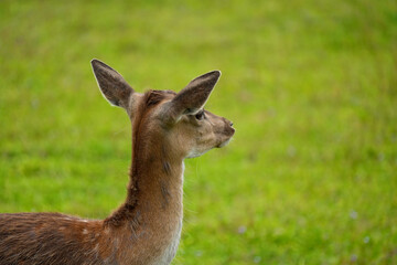 Portrait of a young deer in close-up side view