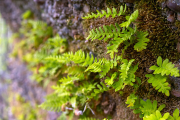 A small evergreen Rock Polypody fern, also known as Common Polypody or Rock Cap Fern, grows on the surface of a moss-covered rock in a natural woodland setting.
