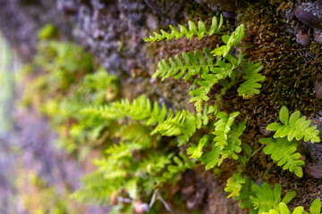 A small evergreen Rock Polypody fern, also known as Common Polypody or Rock Cap Fern, grows on the surface of a moss-covered rock in a natural woodland setting.