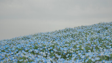 Maishima Blue Nemophila Flower Festival
