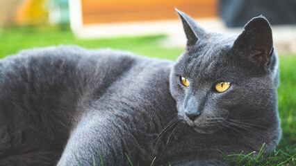 Russian blue cat adorable face eyes gorgeous animal whiskers