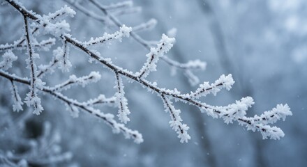 Frost Covered Tree Branch Closeup in Winter, Icy Nature