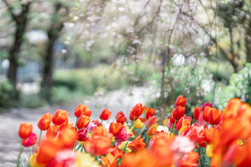 片隅に咲くチューリップ
