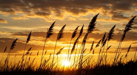 Grass Silhouettes at Golden Hour with Dramatic Cloudy Sky