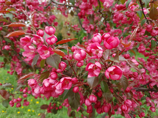 Close-up lush blooming paradise apple tree or Malus niedzwetzkyana ornamental plant in full blossom with red pink flowers on branch at spring day. Springtime floral background, shallow focus.