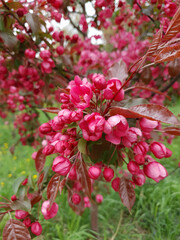 Close up blooming paradise apple tree or Malus niedzwetzkyana decorative plant in full blossom with vivid pink red flowers on branch in spring garden. Springtime floral background, vertical shot.