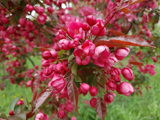 Closeup lush flowering paradise apple tree or Malus niedzwetzkyana ornamental plant in full blossom with vivid pink red flowers on branch in spring garden. Springtime floral background, soft focus.