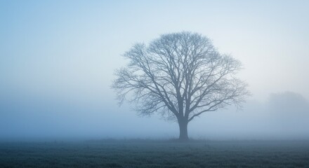 Solitary Tree Silhouetted in Dense Morning Fog on Open Field