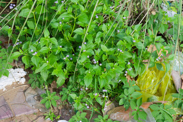 Vibrant Green Coatbuttons Flowers Blooming in Urban Landscape  Nature's Resilience Amidst City Life