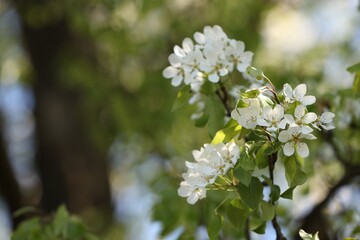 Beautiful blossoming plum tree with white flowers outdoors, closeup. Space for text