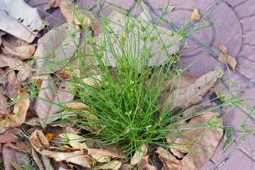 Lush Green Kyllinga Brevifolias Thriving Amidst Fallen Autumn Leaves on Pavement
