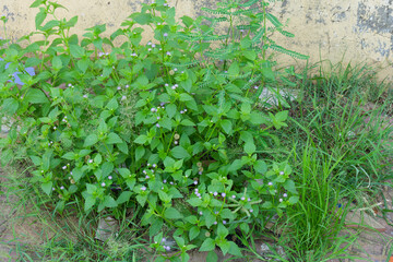 Vibrant Wildflowers Flourishing Near a Weathered Wall Nature's Resilience in Urban Spaces