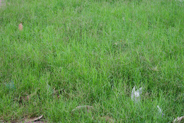 Lush Green Grass Field Texture Background Nature Scene Environmental Conservation Ecology