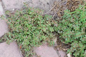 Prostrate Spurge Euphorbia humifusa thriving amidst pavement cracks Urban nature resilience