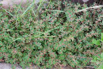 Prostrate Spurge Euphorbia prostrata Groundcover Weed Botanical Photography Lush Green Foliage Natural Texture
