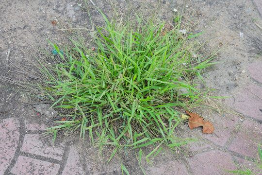 Resilient Crabgrass Thriving in Urban Crack Pavement Nature's Persistence in Concrete Jungle